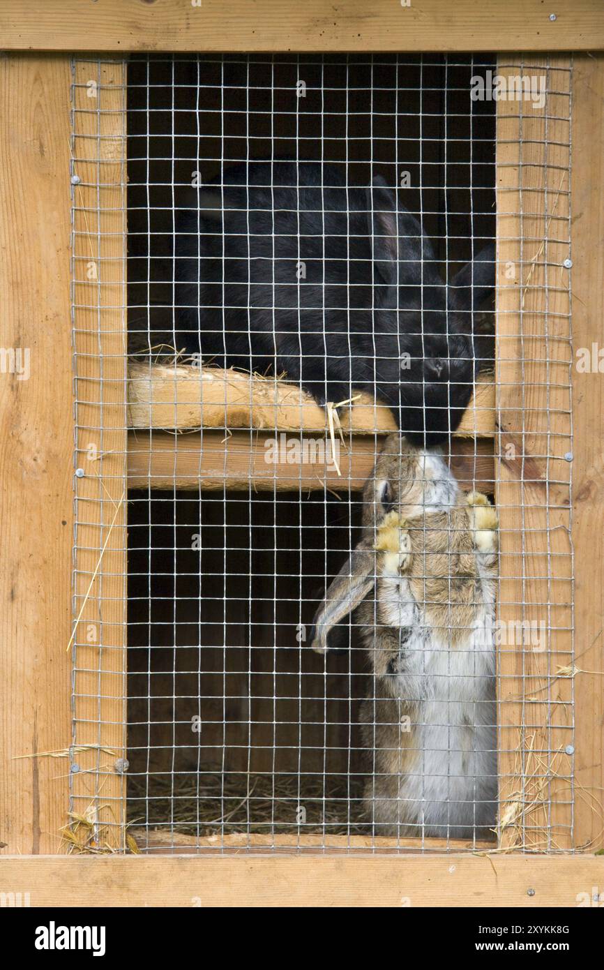 Bacio di coniglio Foto Stock