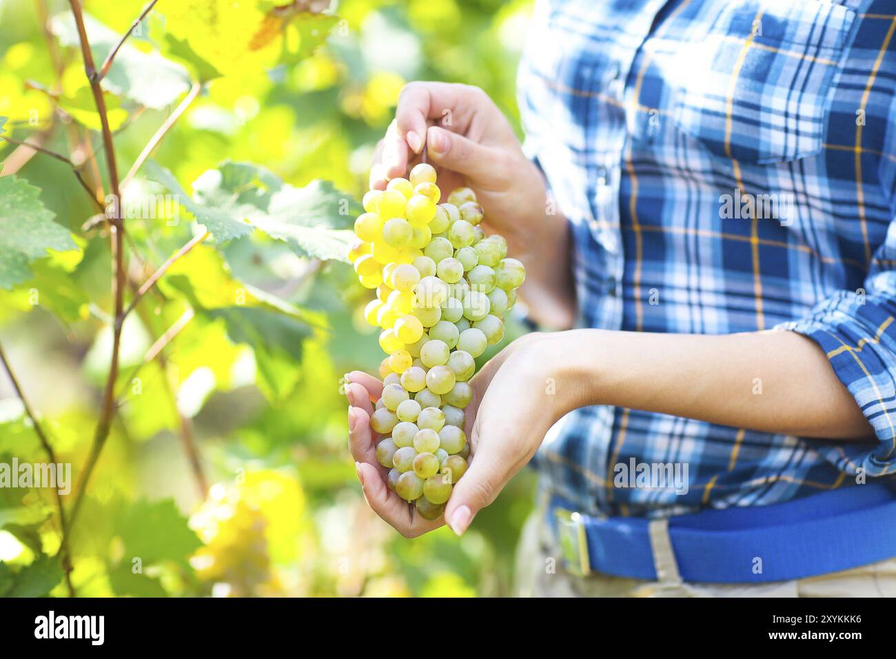 Raccolto di uve. Giovane agricoltore donna di fresco con uve raccolte. Close up Foto Stock