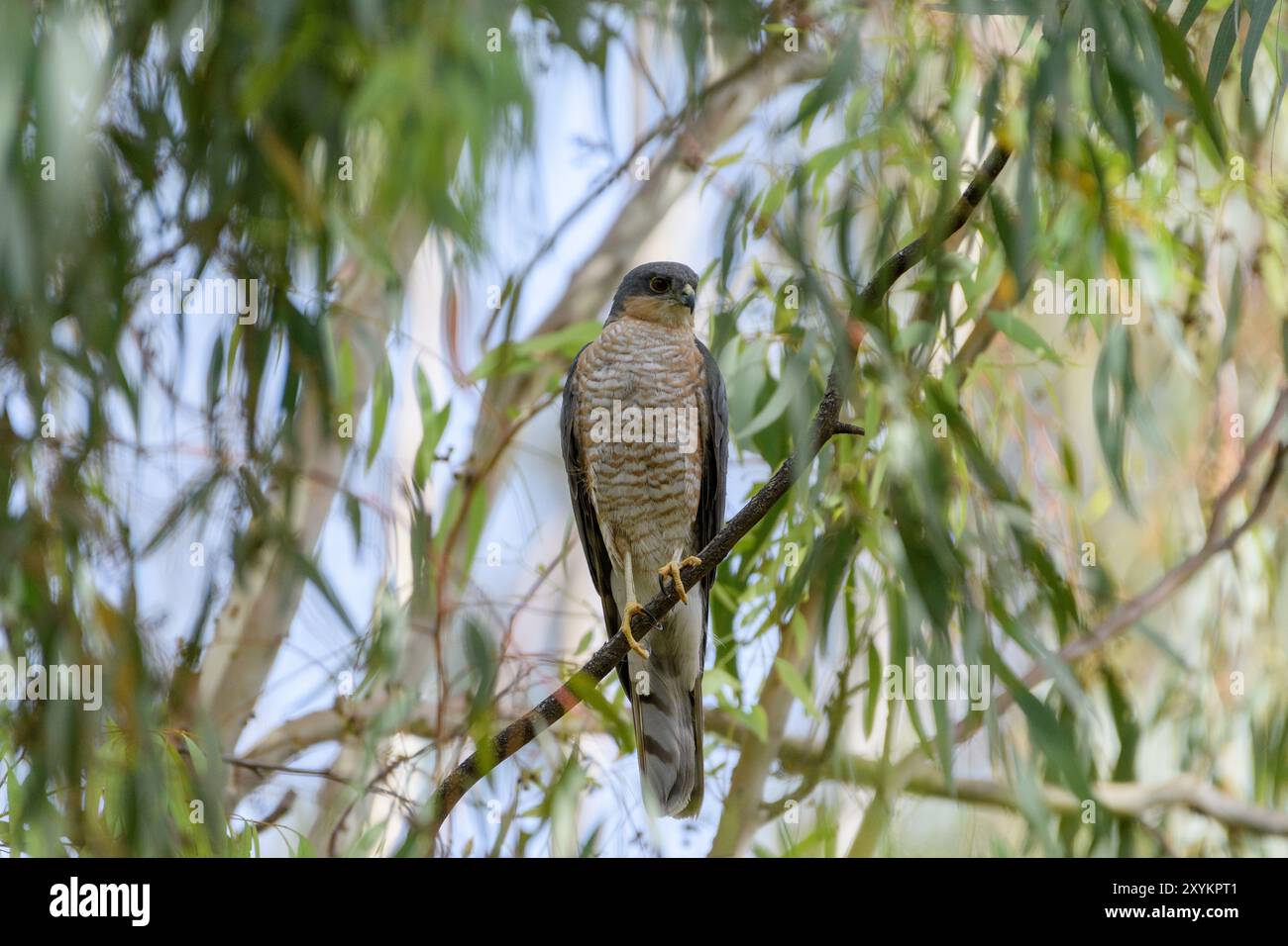 Sparrowhawk eurasiatico maschile Foto Stock