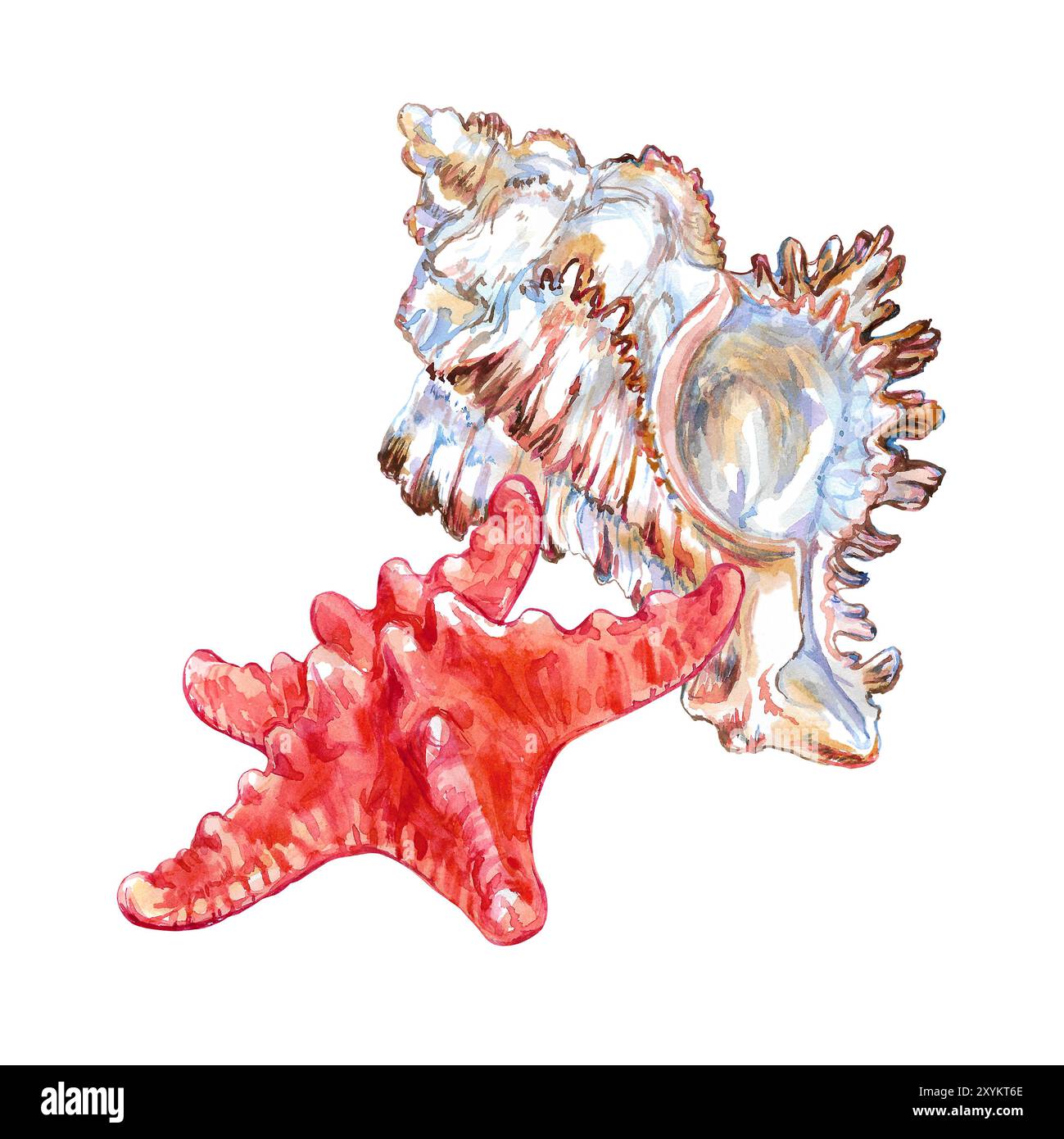 Conchiglia di superficie e creature sottomarine in acquerello. Stelle marine, Asterias Rubens, common Starfish, common Sea Star o Sugar Starfis e Murex Foto Stock