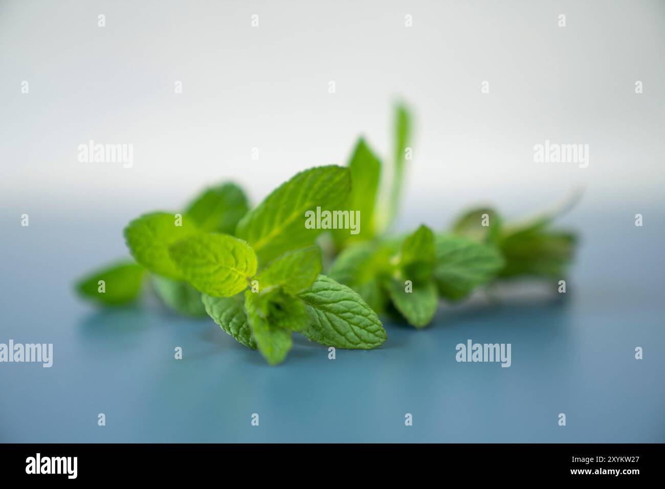Menta fresca su sfondo blu. Foto Stock