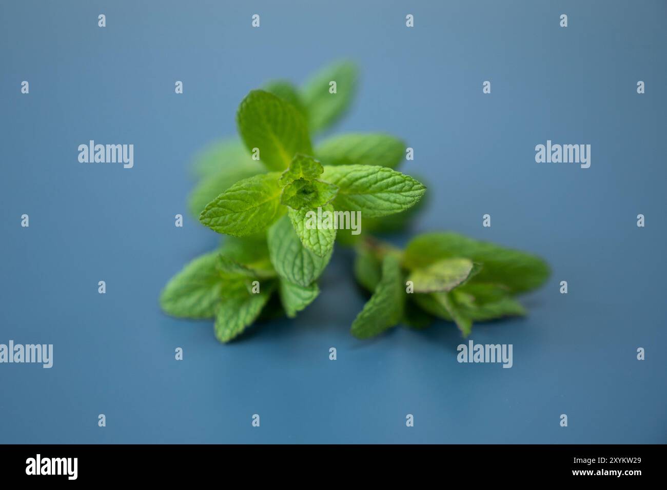 Menta fresca su sfondo blu. Foto Stock