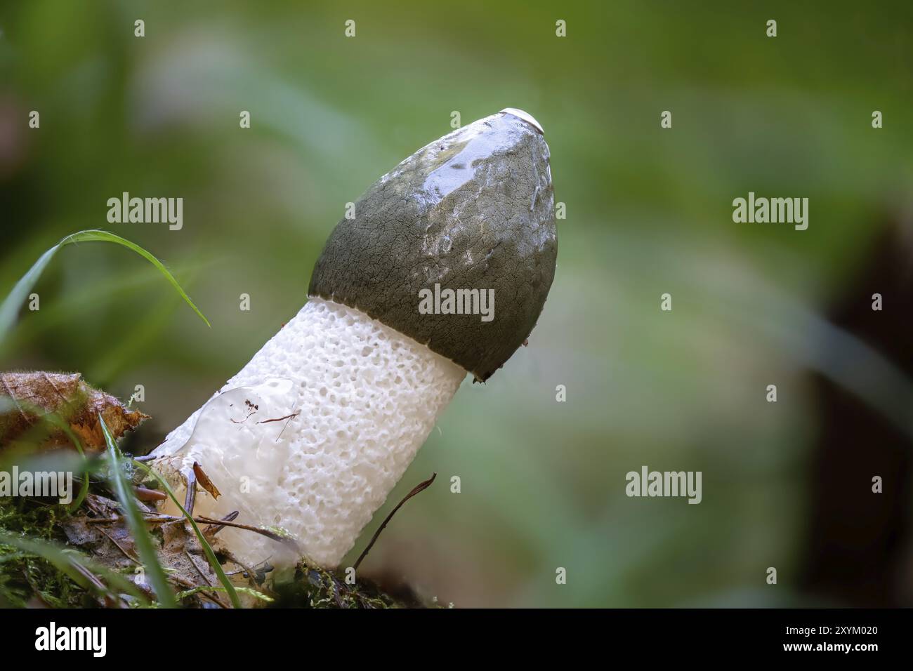 Vista dettagliata di un corno di stinco, fallo impudicus, davanti a uno sfondo verde sfocato Foto Stock