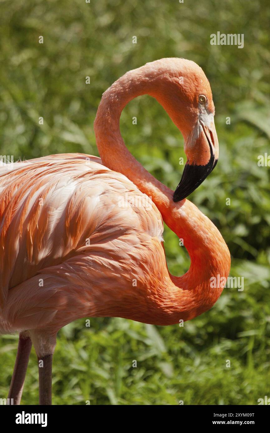 Kuba-Flamingo (Phoenicopterus ruber) Foto Stock