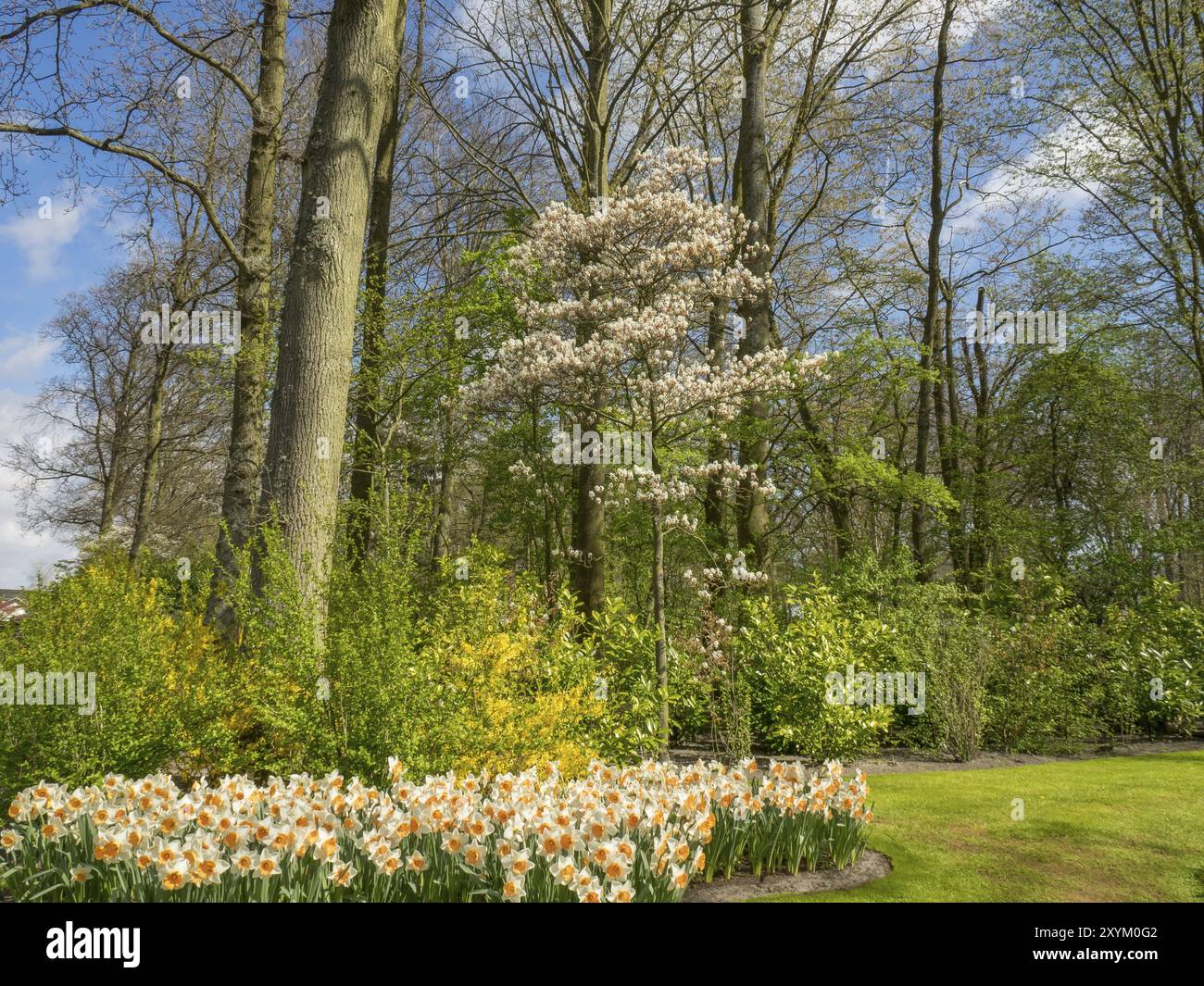 Giardino primaverile con grandi alberi decidui, narcisi fioriti e arbusti fioriti, Amsterdam, Paesi Bassi Foto Stock