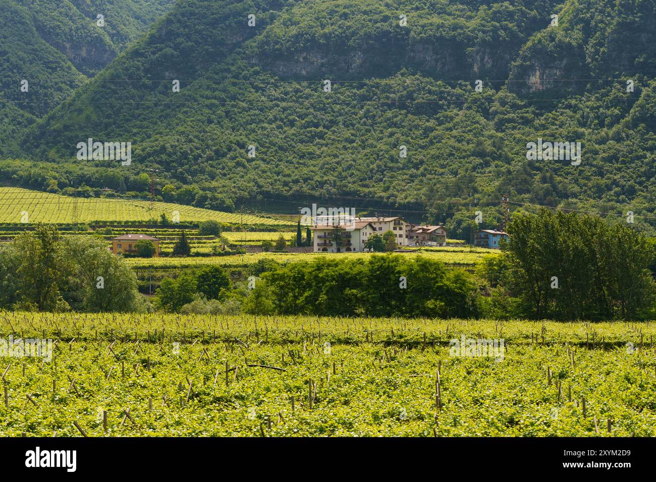 I vigneti si estendono attraverso una valle, incorniciata da dolci colline e da un'unica cascina. Foto Stock