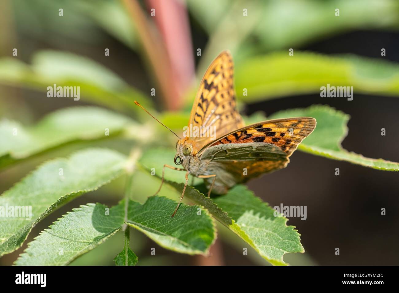 Una bellissima farfalla su una foglia verde. Fritillario Mediterraneo, Argynnis pandora Foto Stock