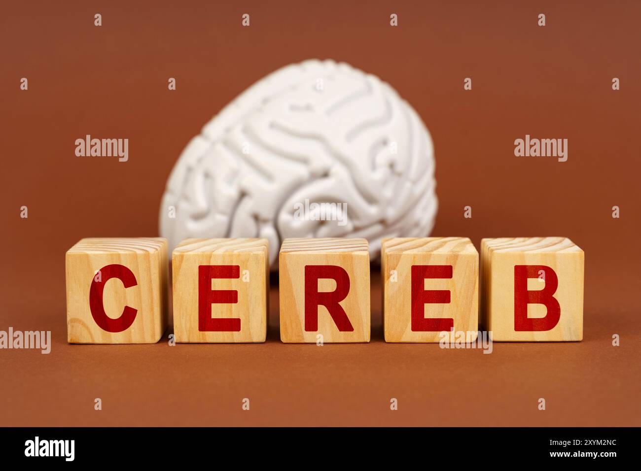 I blocchi di legno mostrano le lettere CEREB accanto a un modello cerebrale realistico, simboleggiando la connessione tra cognizione e salute. Foto Stock