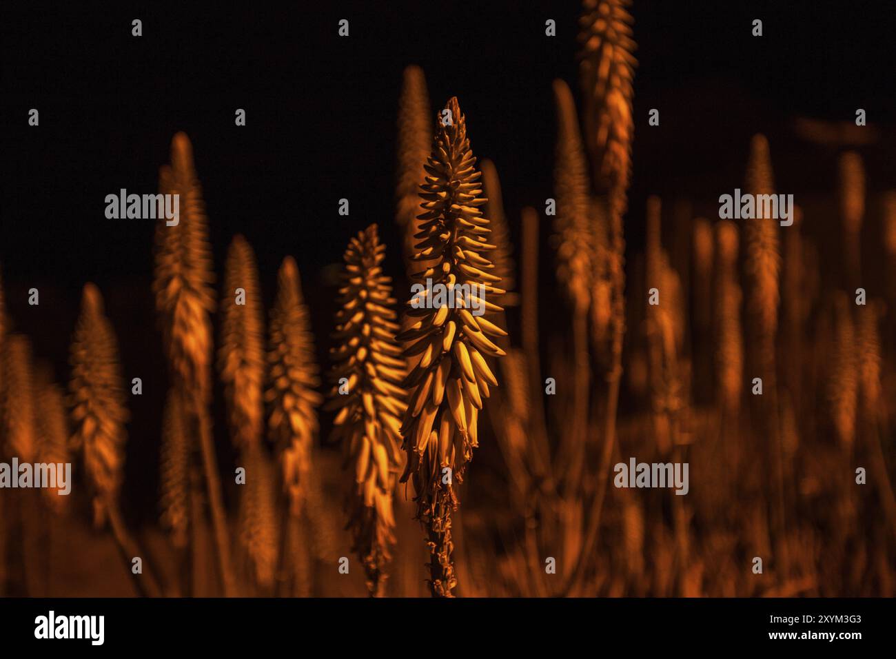 Fiorisce di notte con la luce al tungsteno Foto Stock