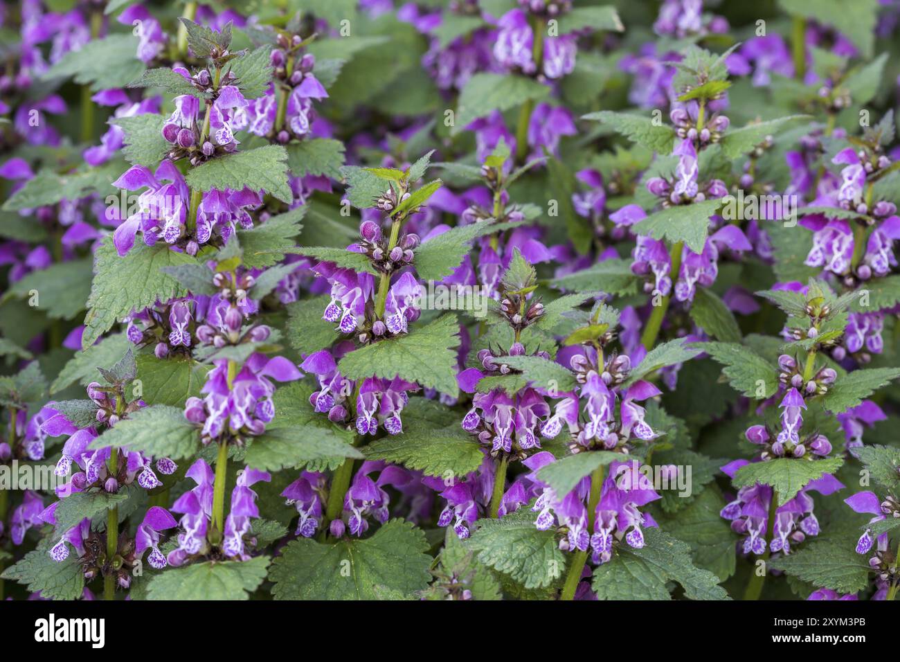 Deadortica rossa (Lamium purpurpureum) Foto Stock