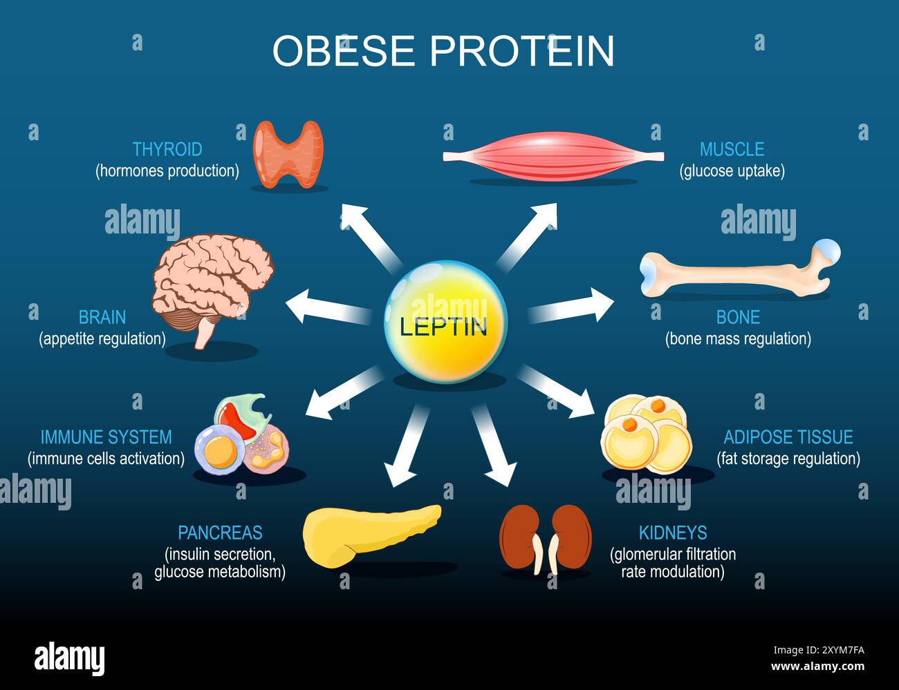 La leptina è un ormone del tessuto adiposo. Proteine obese. regolazione dell'appetito e del peso corporeo. Controllo del metabolismo. Sistema endocrino. Poster vettoriale. ISO Illustrazione Vettoriale