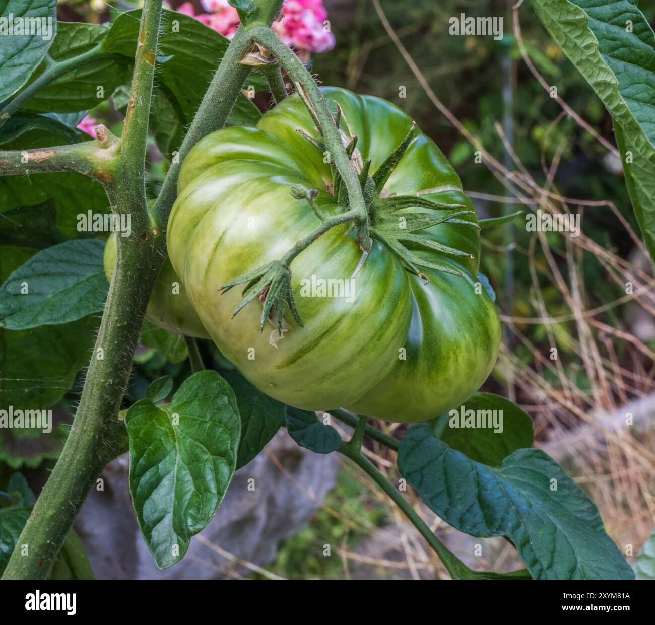 Pianta di bistecca di bufalo di pomodoro (bistecca di bistecca) Foto Stock