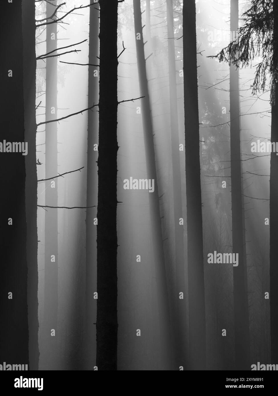 Atmosfera mistica in una foresta di abeti nebbiosi Foto Stock