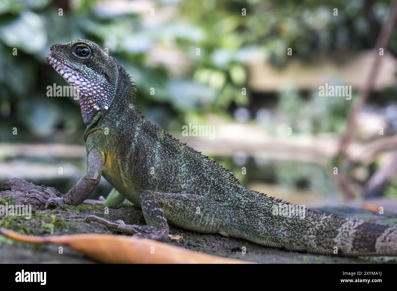 Acqua cinese Dragon (Physignathus cocincinus) Foto Stock