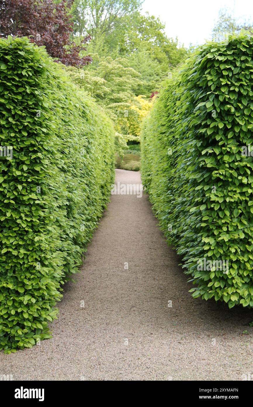 Uno stretto sentiero del giardino tra due Hedges di faggio. Foto Stock