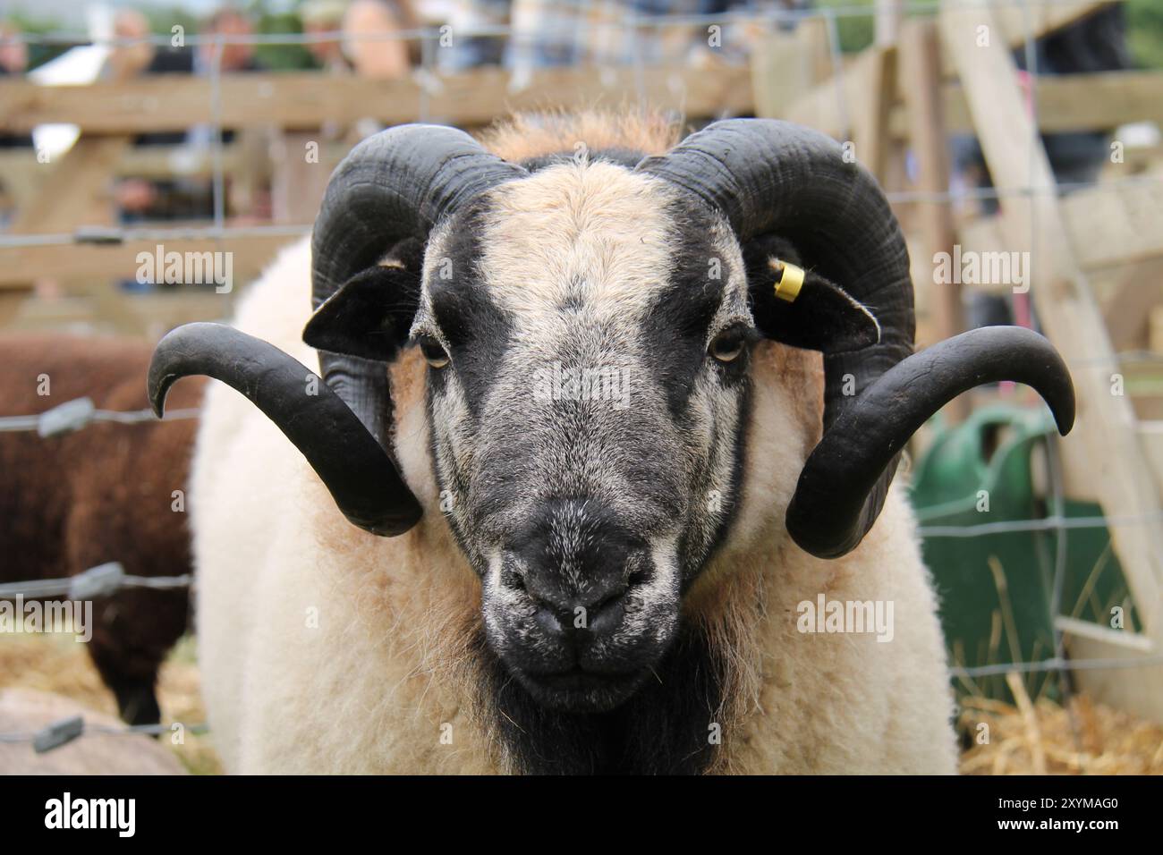 The Large Black Horns of an Adult Farm Sheep RAM. Foto Stock