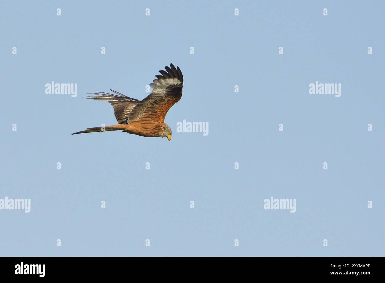 Red Kite, Red Kite, Kite, Montagu's Harrier, schema di volo, in volo, Milvus milvus, Red Kite Foto Stock