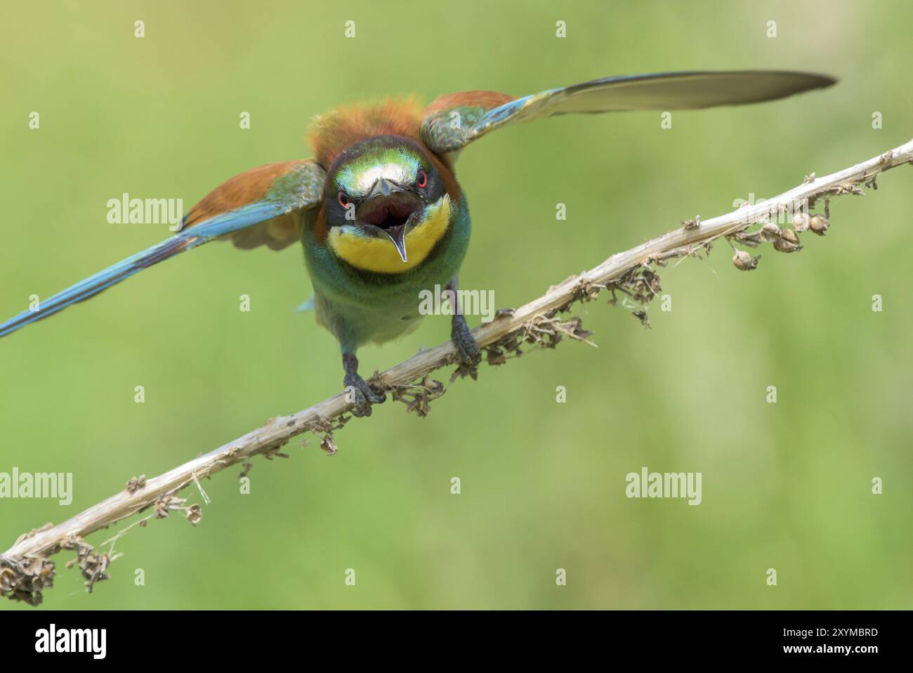 Gruccione (chiamato anche Merops apiaster) spalmatura ali su di un ramo Foto Stock