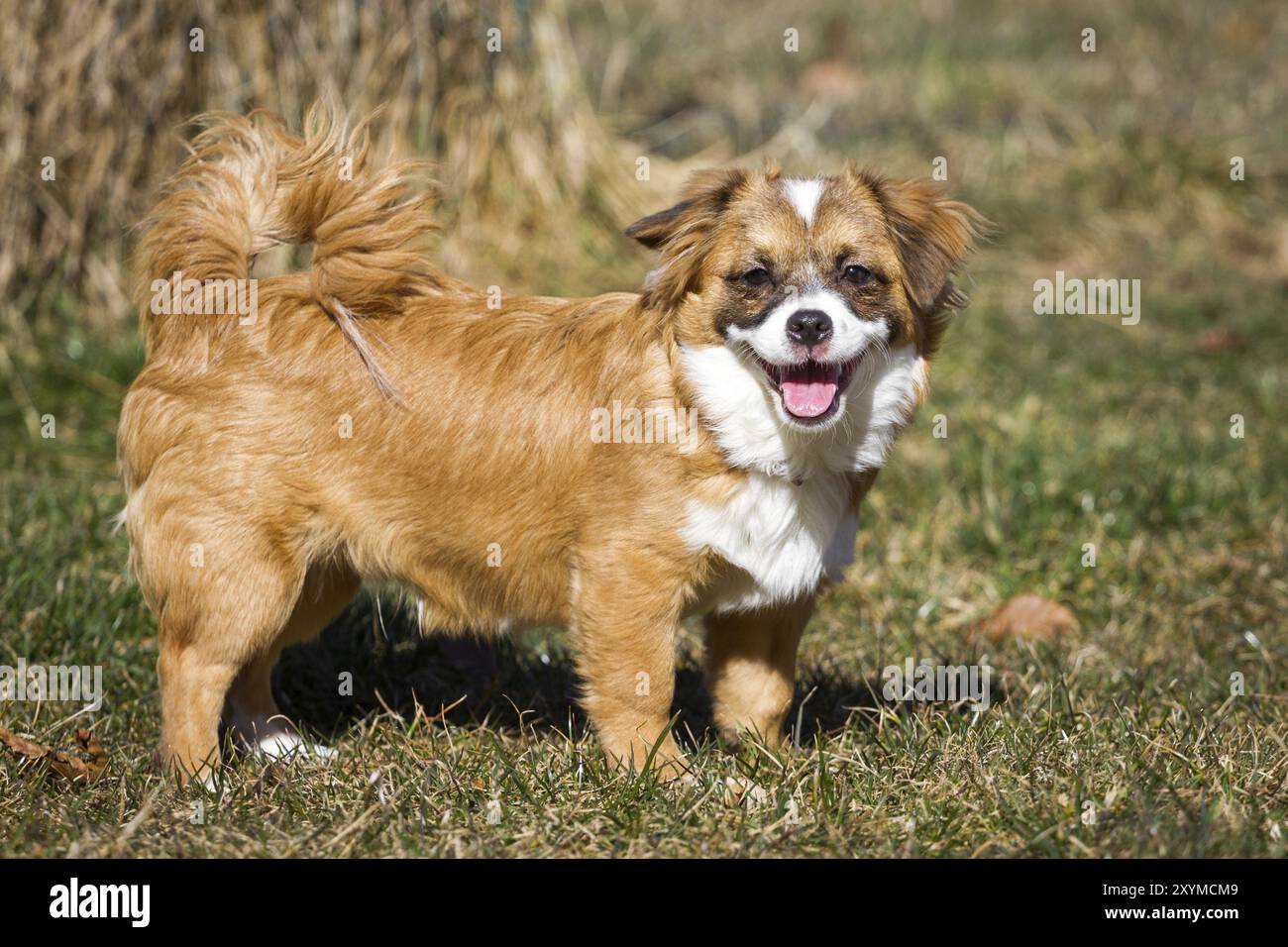 Ritratto animale di un piccolo cane in piedi completamente di profilo rivolto verso la fotocamera. Il cane è in piedi in un prato Foto Stock
