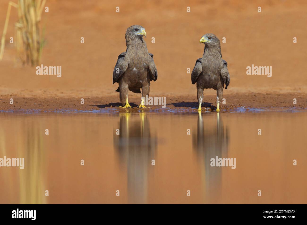 Black Kite, (Milvus aegyptius), Morgan Kunda Lodge/strada per Kat, Jajari, North Bank, Gambia, Africa Foto Stock