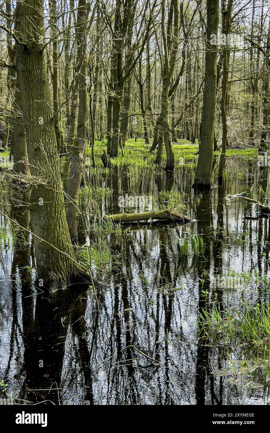 Riserva naturale di Ochsenmoor, inondato, acqua, inondazione, clima, cambiamenti climatici, foreste, brughiere, piogge intense, acque sotterranee, livello delle acque sotterranee, livello dell'acqua, terra Foto Stock