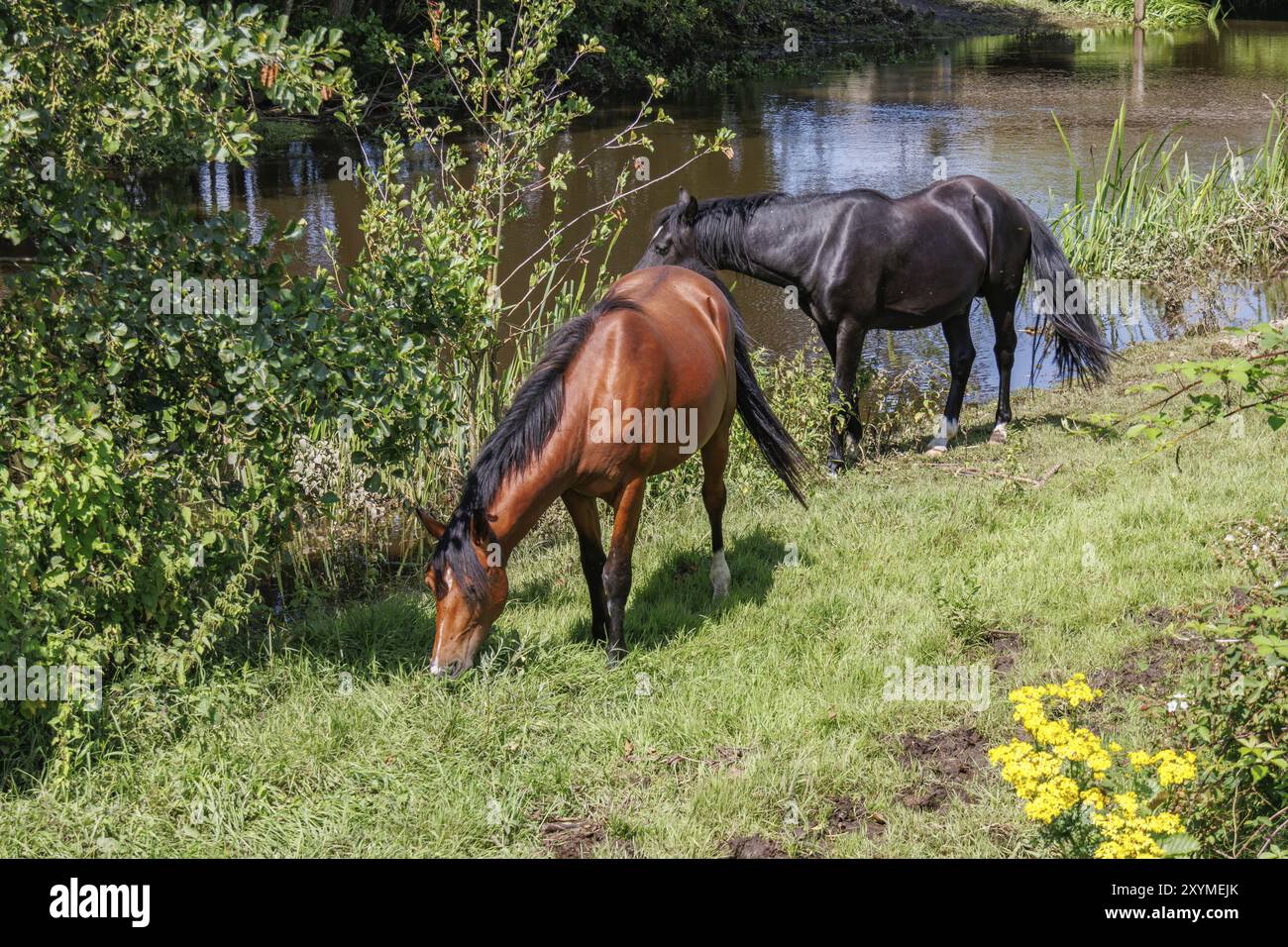 Due cavalli che pascolano in un prato vicino a un fiume, circondato dalla natura verde, Borculo, paesi bassi Foto Stock