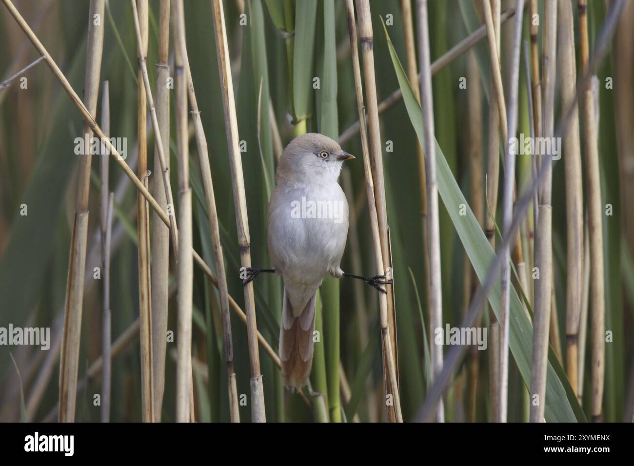 Tit barbuta, femmina, Panurus biarmicus, reedling barbuto, femmina Foto Stock