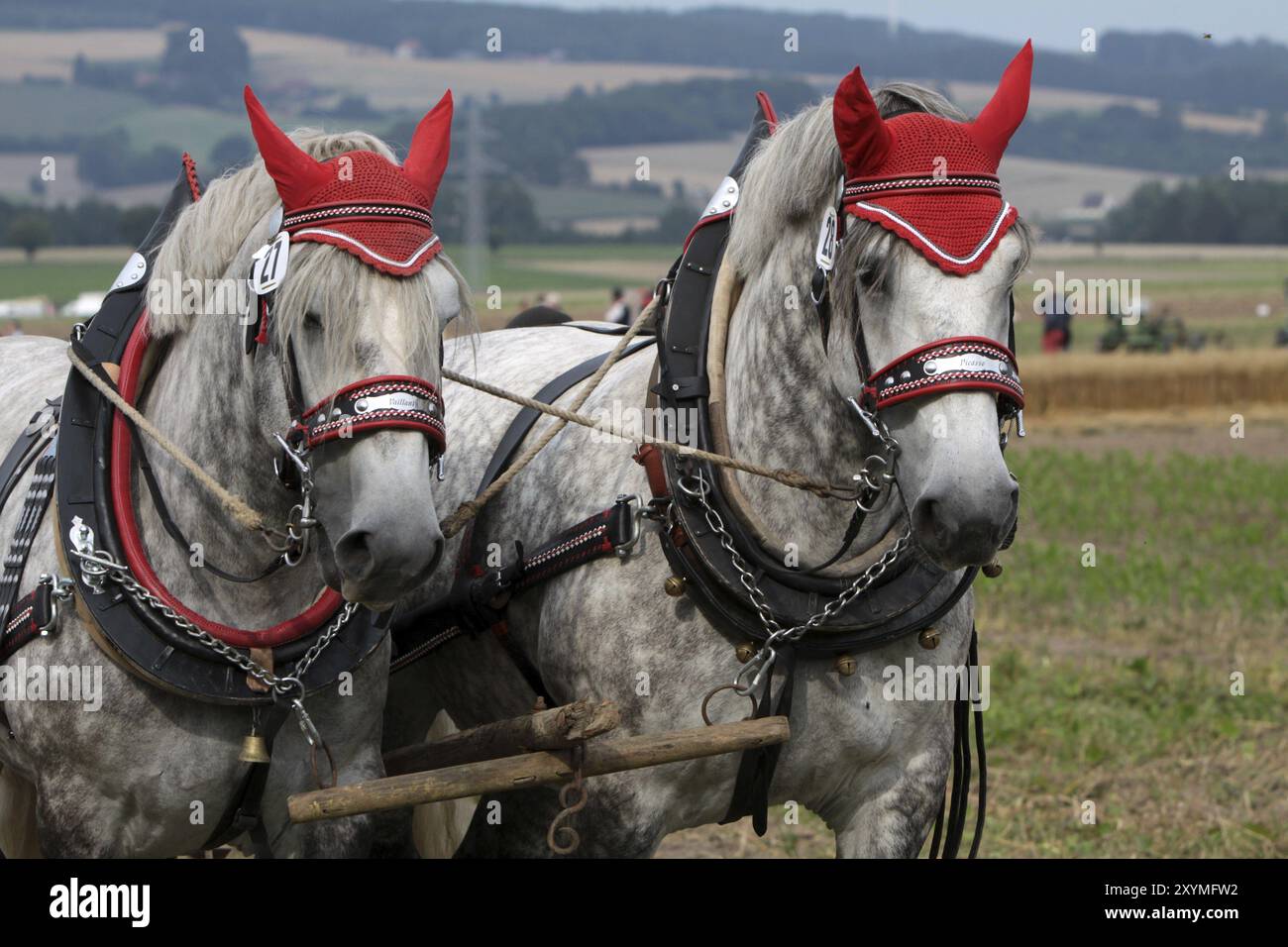 Squadra Percheron Foto Stock