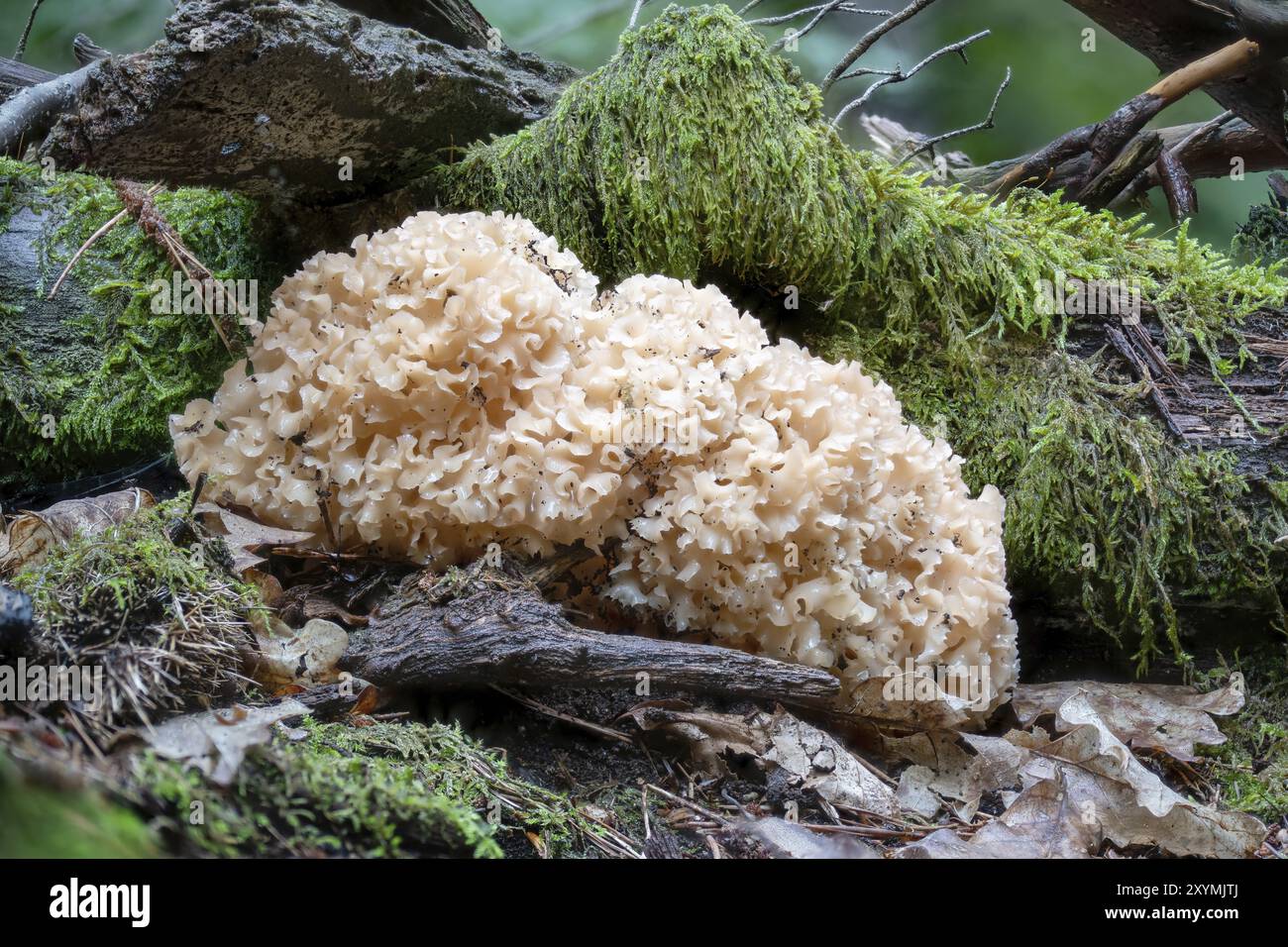 Il fungo Krauseglucke cresce sul tronco di un pino con foglie autunnali e muschio Foto Stock