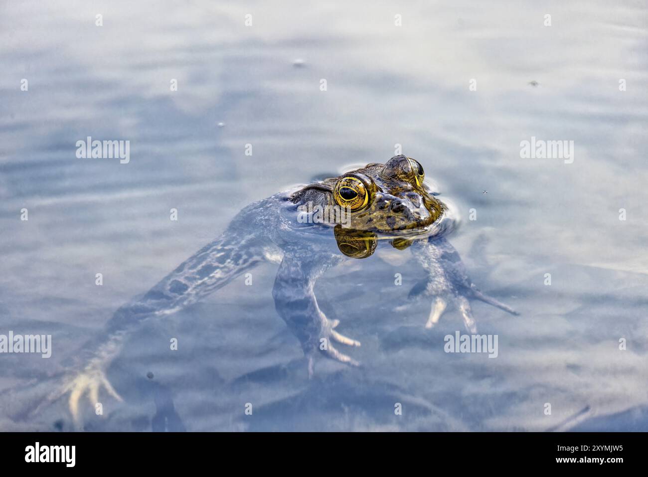 Il bullfrog americano (Lithobates catesbeianus), spesso noto semplicemente come bullfrog in Canada e negli Stati Uniti, è una grande rana originaria di ea Foto Stock