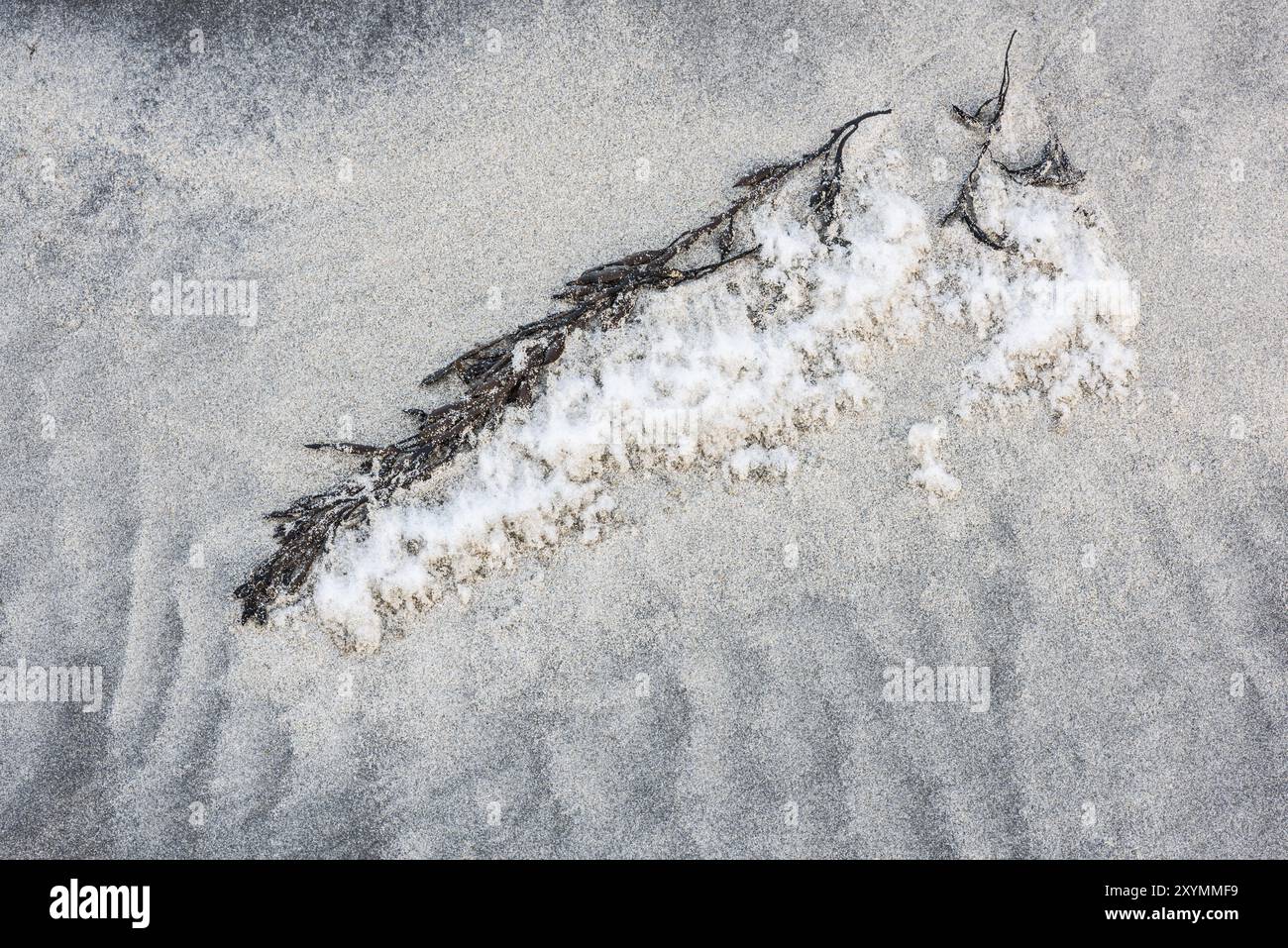 Alghe su una spiaggia sabbiosa, Flakstadoeya, Lofoten, Nordland, Norvegia, marzo 2015, Europa Foto Stock