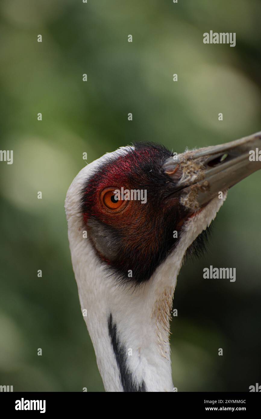 Primo piano della testa di una gru che mostra il suo effetto occhi rossi e la texture dettagliata delle piume. Foto Stock