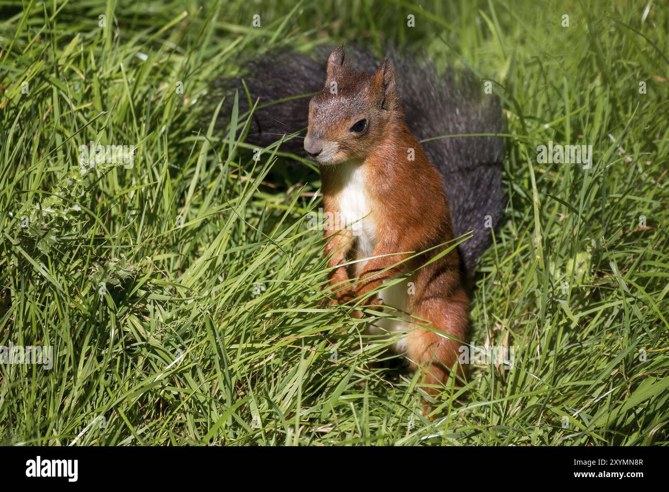 Scoiattolo rosso eurasiatico (Sciurus vulgaris) in piedi nell'erba lunga Foto Stock