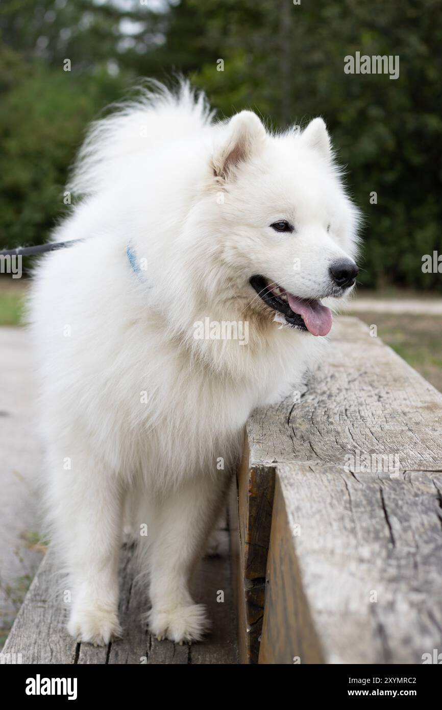 Samoyed in piedi sulla panchina di legno Foto Stock