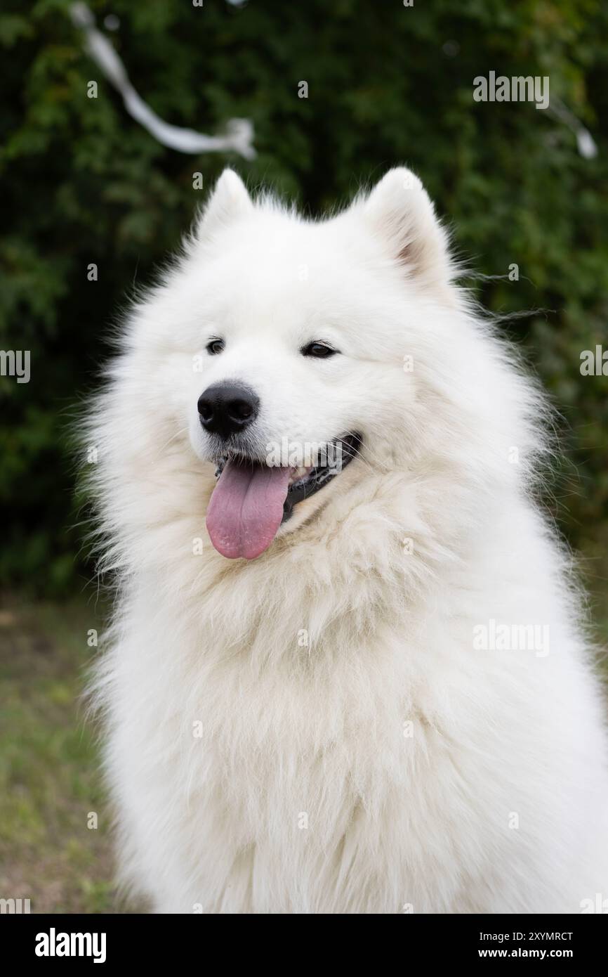 Bellissimo cane Samoiedo sorridente con orecchie dritte attente seduto davanti a un albero con decorazioni bianche, spazio per il testo sopra Foto Stock
