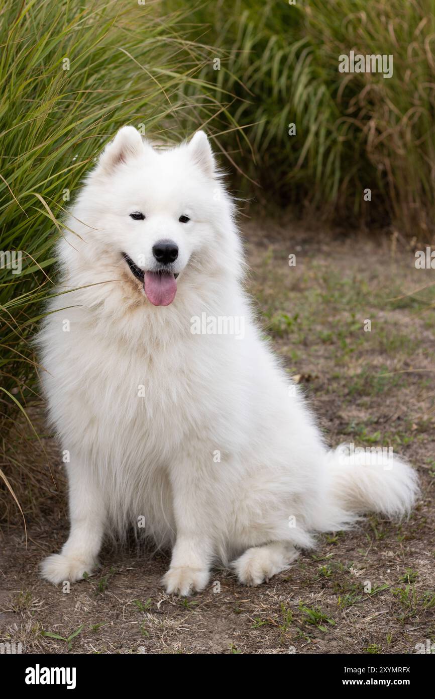 Cane Samoiedo felice e sorridente seduto in un parco tascabile accanto a erba pampas ornamentale verde, che guarda lontano e solleva un orecchio Foto Stock