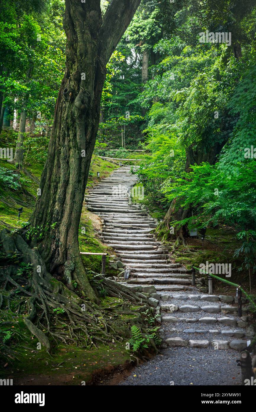 Scalinata nella foresta e un vecchio albero nell'area del tempio di Kyoto, Giappone Foto Stock