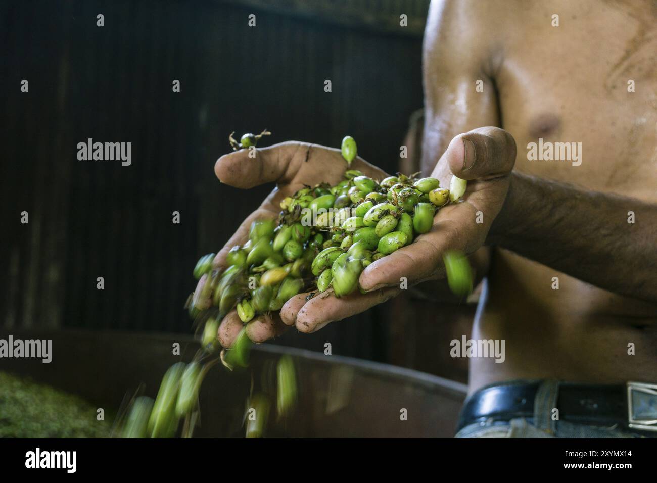 Cardamom Dryer, la Tana, zona di Reyna, dipartimento di Uspantan, Guatemala, America centrale Foto Stock