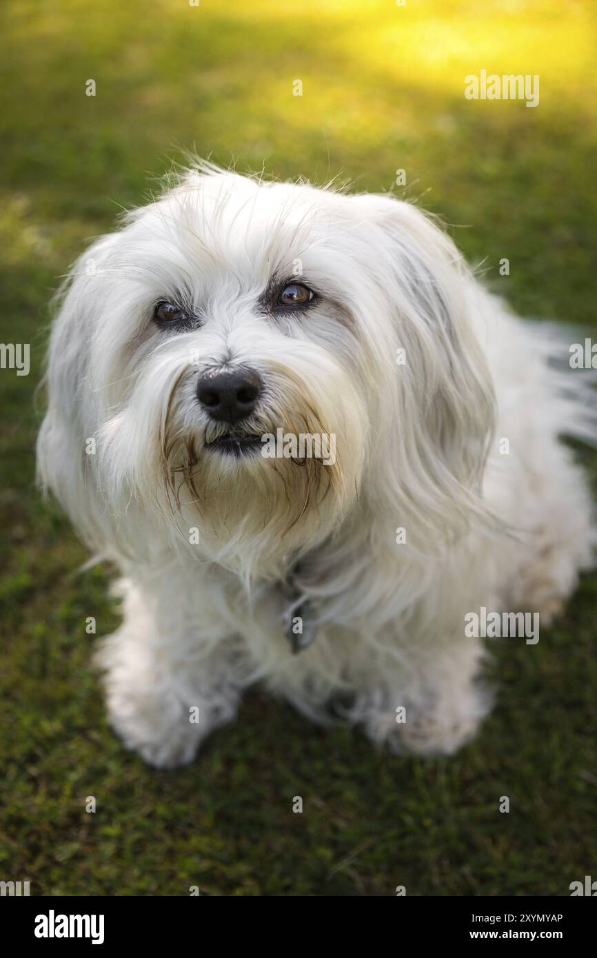 Un po' bianco Havanese guarda dal basso con i suoi bellissimi occhi, chi può resistere allo sguardo di un cane del genere? Foto Stock