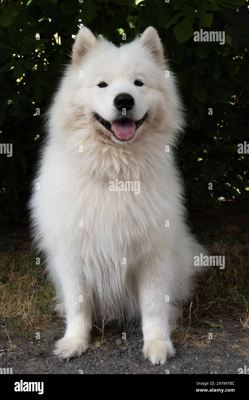 Un bellissimo cane bianco soffice si trova sotto l'albero di fico Foto Stock