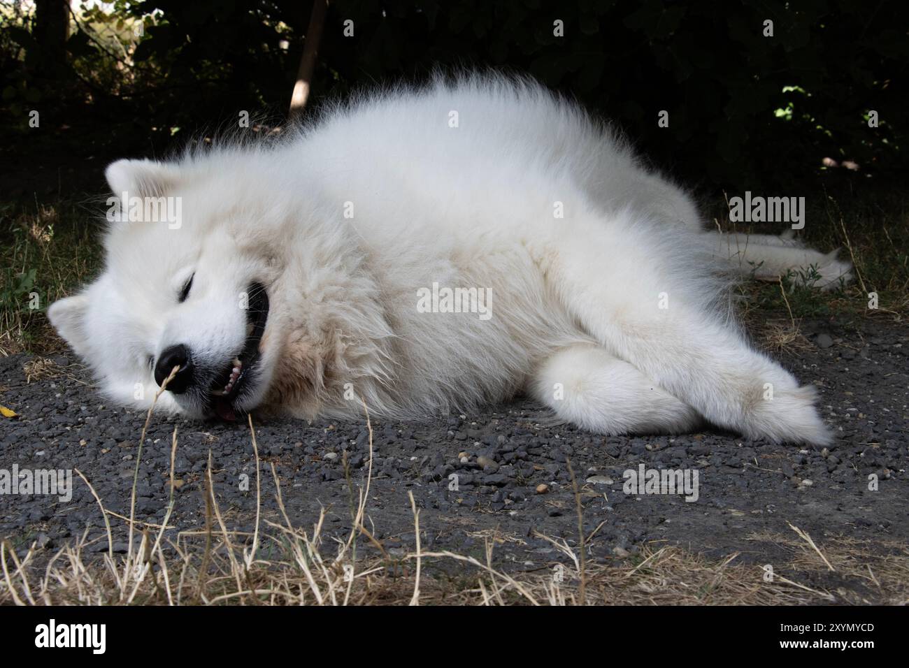 Samoyed giace a bocca aperta Foto Stock