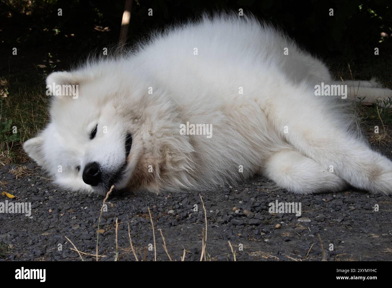 cane amico ​​is disteso Foto Stock