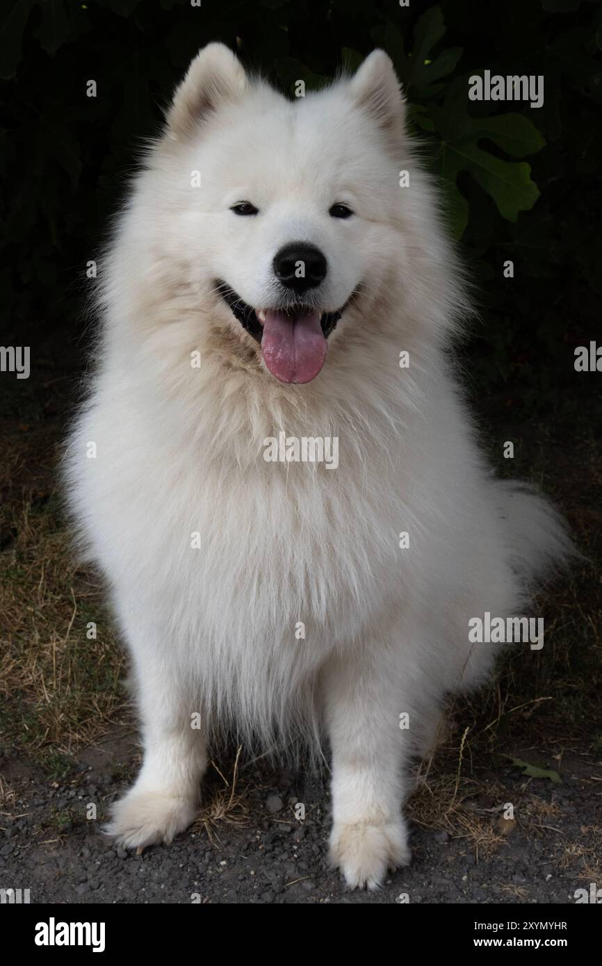 smiley sammy siede sotto l'albero di fico Foto Stock