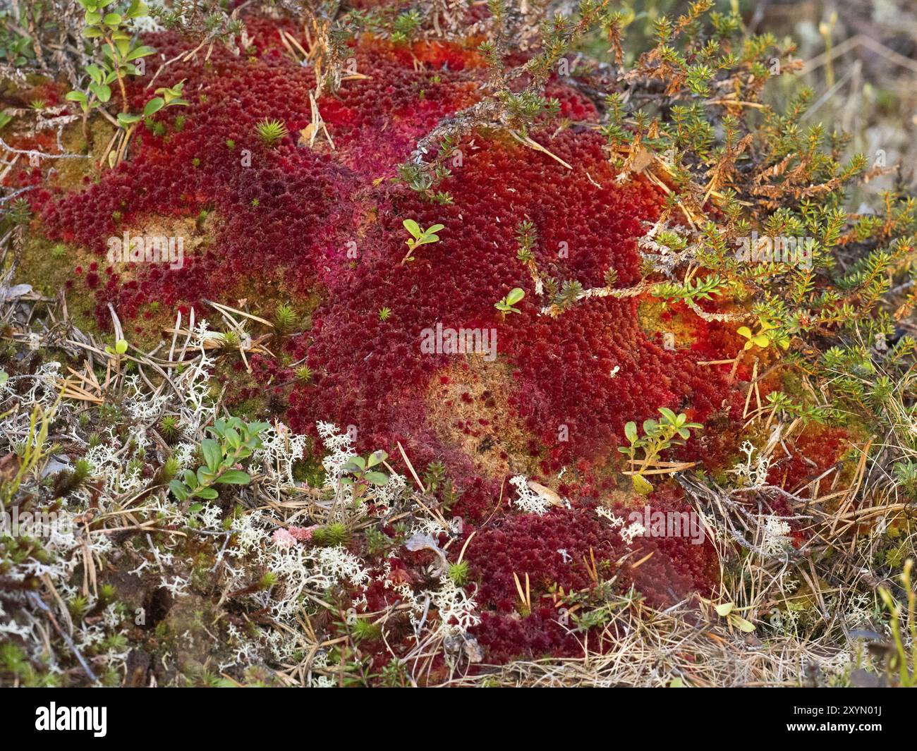 Muschio di Sphagnum rosso (Sphagnum sp), che cresce sul fondo della foresta, accanto a Pokka, maggio, Lapponia finlandese Foto Stock