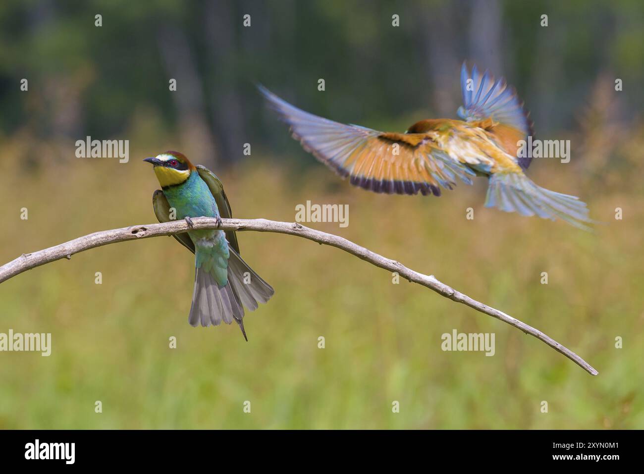 Due i gruccioni, su un ramo: una diffusione di ali Foto Stock