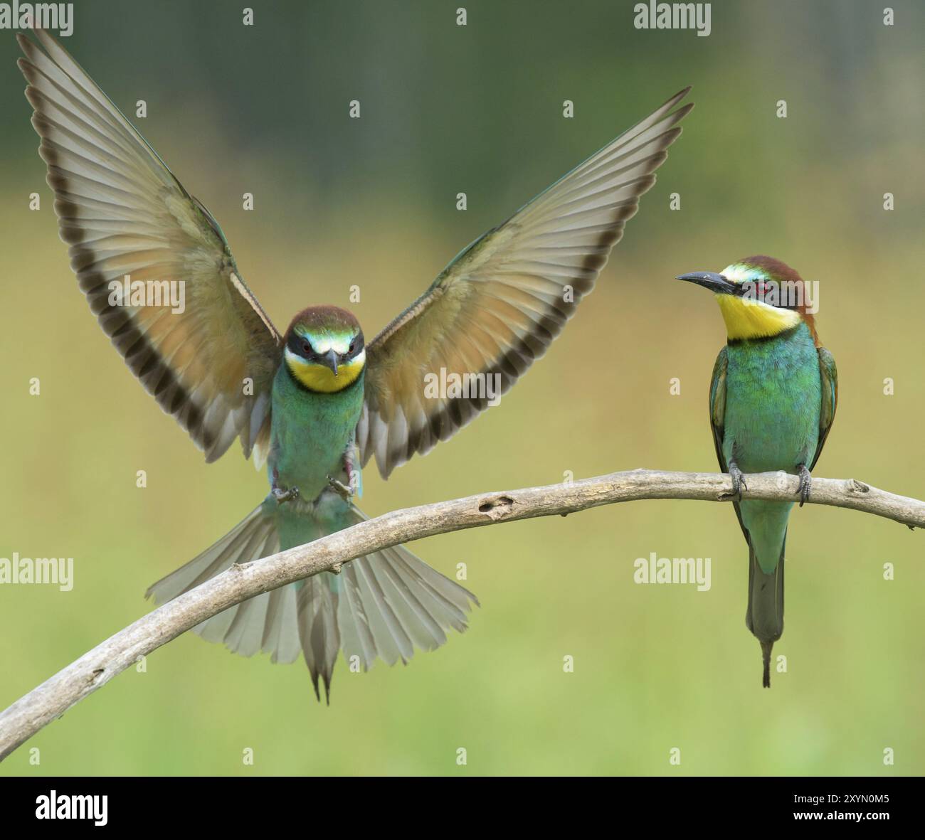 Due i gruccioni, su un ramo: una diffusione di ali Foto Stock