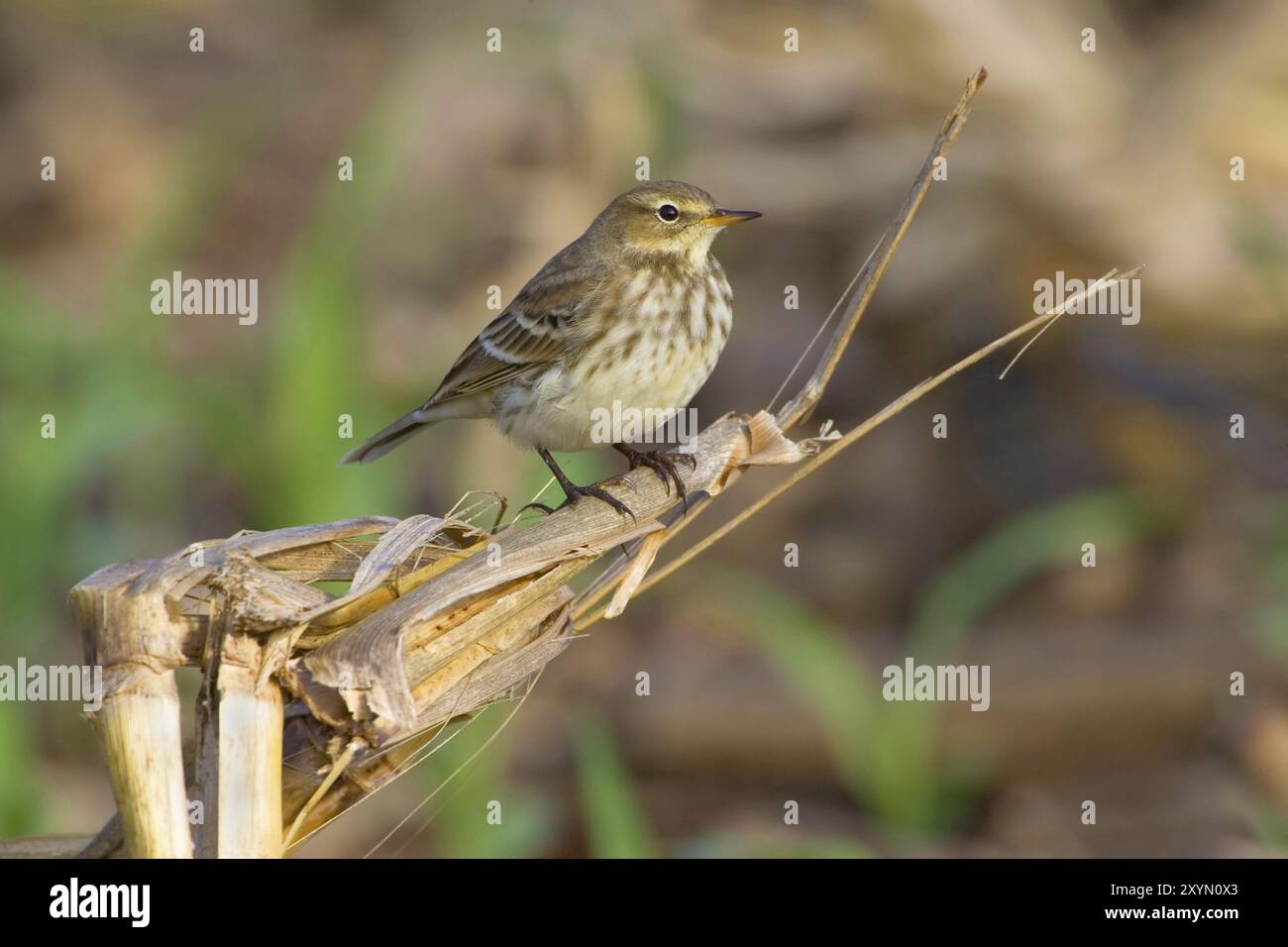 Pipito d'acqua (Anthus spinoletta), appollaiato sul residuo di una pianta di mais, vista laterale, Italia, Toscana Foto Stock