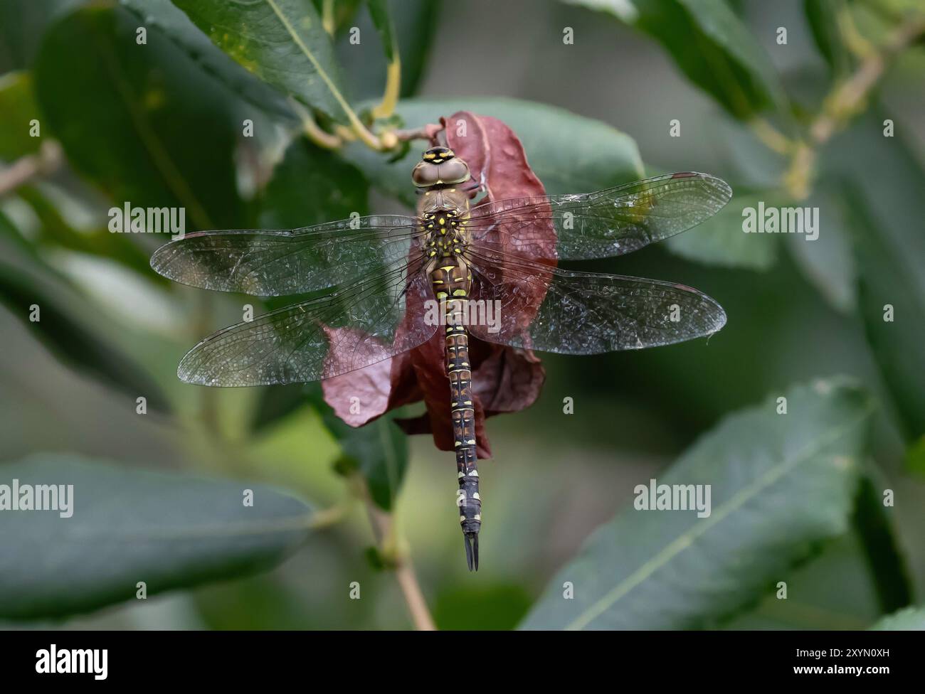 Migrante Hawker o Autumn Hawker Dragonfly femmina - Aeshna mixta Foto Stock