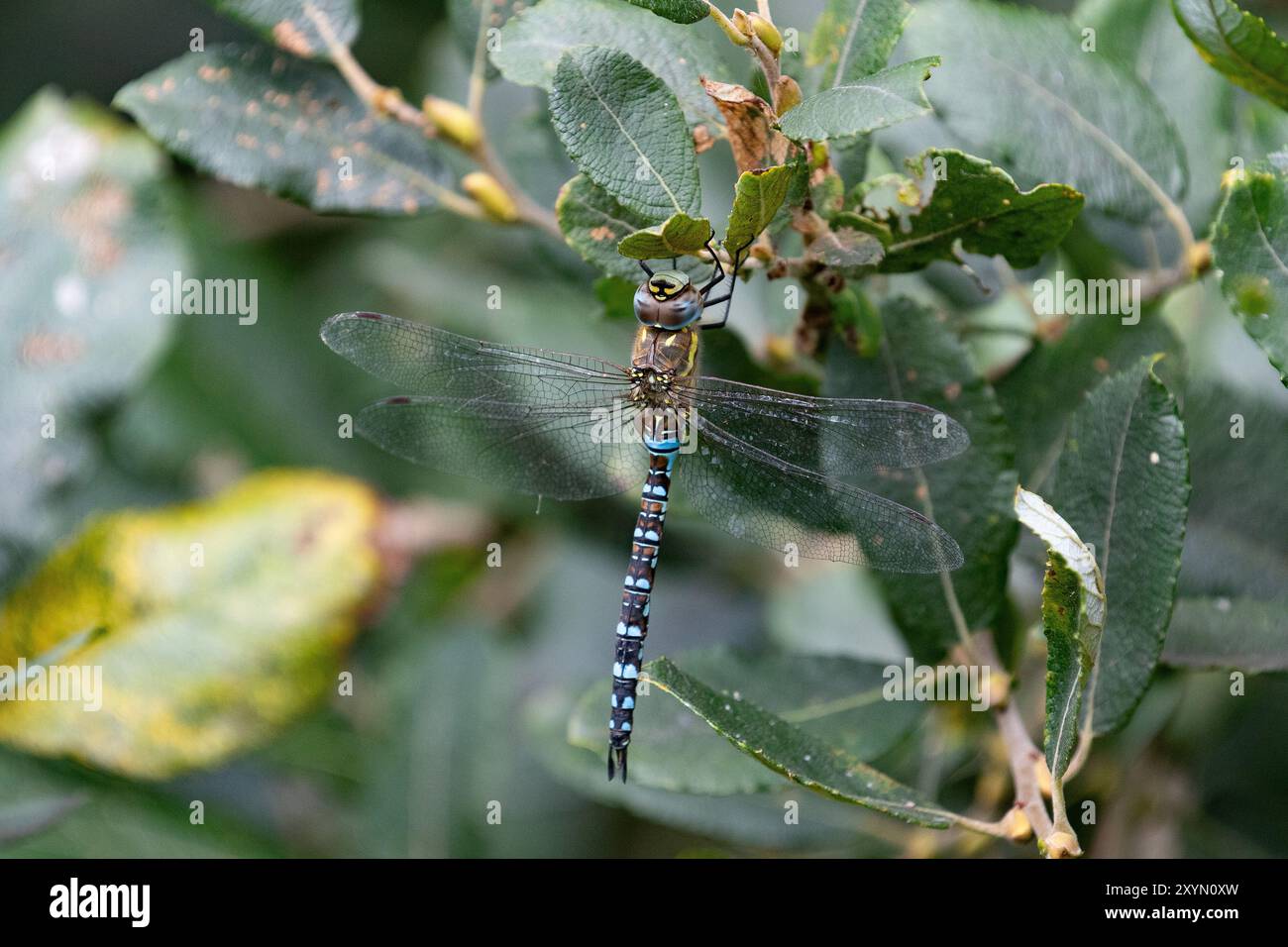 Migrante Hawker o Autumn Hawker Dragonfly maschio - Aeshna mixta Foto Stock