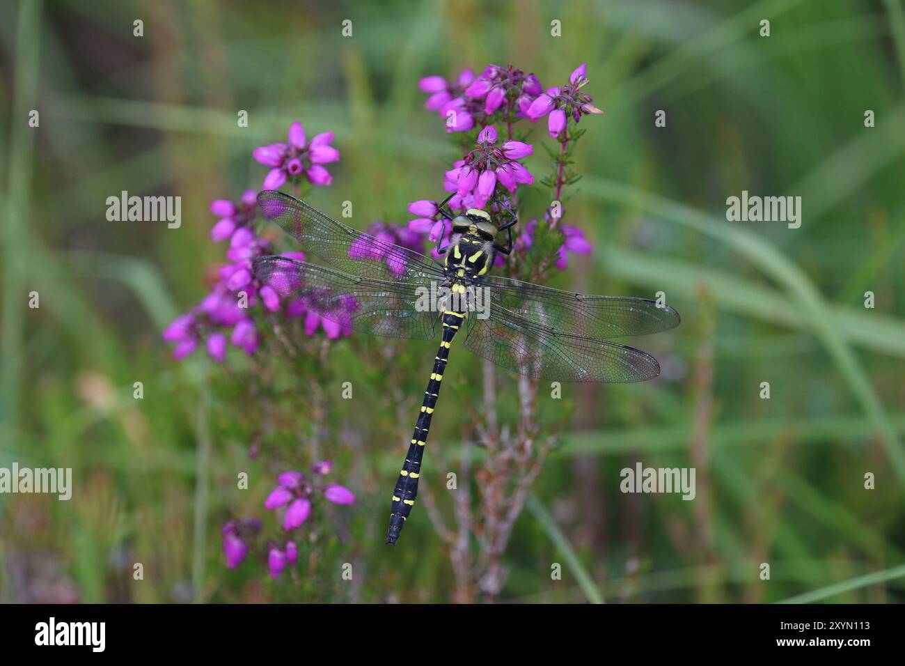 Dragonfly maschio ad anello dorato appollaiato su heather - Cordulegaster boltonii Foto Stock